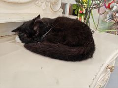 -共舞时光猫咖·狗咖(新街口店)