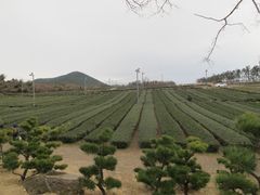 -雪绿茶博物馆
