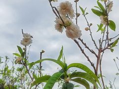 -南国桃园旅游度假区
