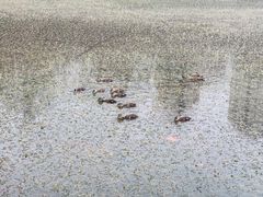 -前关湿地公园