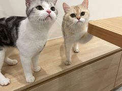 -有喵·猫咖·狗咖·30几只猫10只小狗(岗厦店)