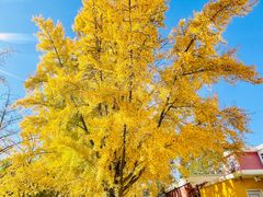 -三里屯东五街银杏大道