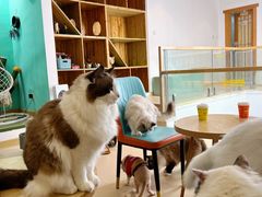 -猫在这儿猫咪咖啡馆·撸猫馆