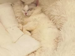 -喵喵咪呀布偶猫咖(春熙路店)