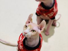 -藏猫猫咖啡主题馆(中央大道店)