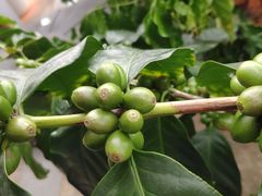 -Torch Coffee 炬点咖啡