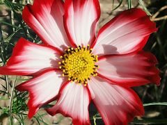 -武清南湖绿博园