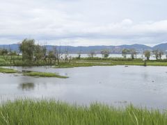 -洱海月湿地公园
