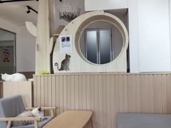 -鼓捣猫呢主题猫咖店