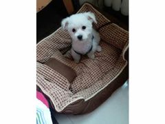 -乐琪宠物医院·犬猫专科·骨外科·急重症