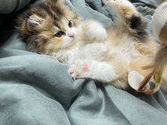 -momokira米努特·德文卷毛猫·棉花面纱犬