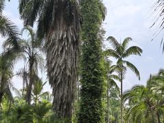 -中国科学院西双版纳热带植物园