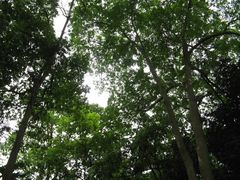 -广西壮族自治区药用植物园