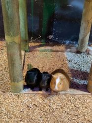 -酷嗒动物文化乐园(cutezoo西溪乐天城店)