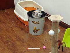 -瑞鹏宠物医院·超声·骨科·奇麟分院(蜀都万达店)