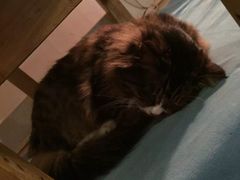 -Anne猫窝咖啡屋