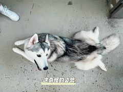 -星多哈·狗咖·拼豆·咖啡