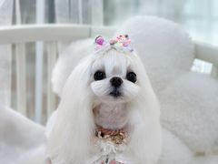 -鑫艺宠物美容培训学校