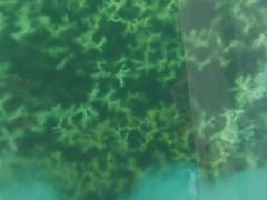 火焰珊瑚-蓝湾海滩