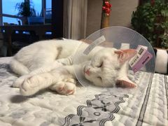 -芭比堂动物医院·犬猫全科·异宠专科(雁塔分院)