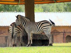 -石家庄市动物园