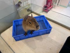 -怪兽屋·羊驼·猫咖·狗咖(俊华广场店)