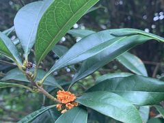 -成都安仁福朋喜来登酒店