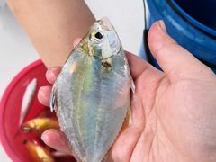 -小猫钓鱼海钓俱乐部(椰梦长廊店)