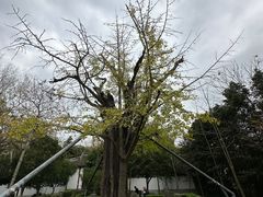 -上海佘山国家森林公园天马山园