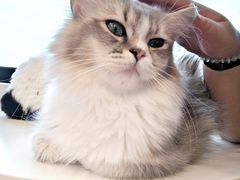 -有喵·猫咖·狗咖·30几只猫10只小狗(岗厦店)