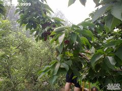 -意大利农场度假村