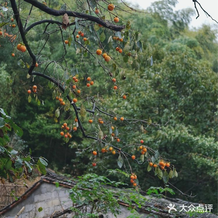 宁波周边｜柿林村的柿子红了，愿柿柿如意