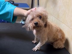 -佳雯宠物医院·皮肤科·内外科(春晓路分院)