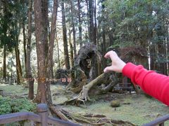 景点-阿里山神木遗迹