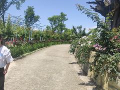-都江堰玫瑰花溪谷