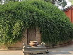 -洛阳白马寺