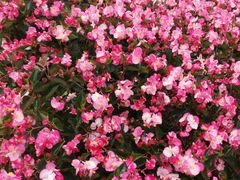 -松山湖梦幻百花洲