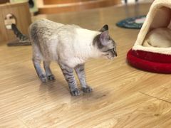 -猫和宫(六道口店)