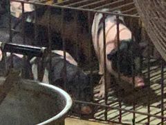 -黄记四更烤乳猪店