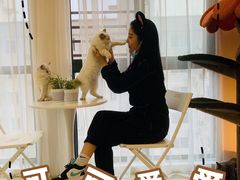 -团子家猫咪猫咖馆·柯基·柯尔鸭
