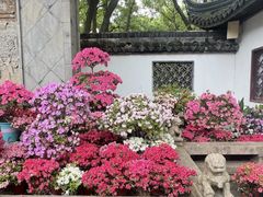 -上海醉白池公园