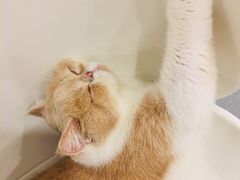 -飞行喵MR PILOT|猫舍·猫咖(静安大融城店)