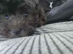 -瑞派康怡24h宠物医院·犬猫医疗中心·微创绝育(瑞景分院)