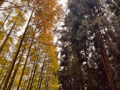 -山王坪喀斯特国家生态公园