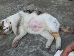 -灵美宠物诊所