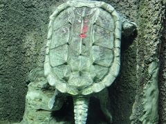 -太平洋海底世界