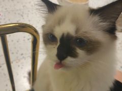 -喵喵咪呀布偶猫咖(春熙路店)