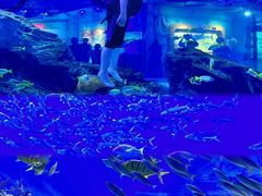 -海合安武汉极地海洋公园