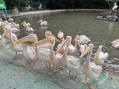 -广州长隆飞鸟乐园