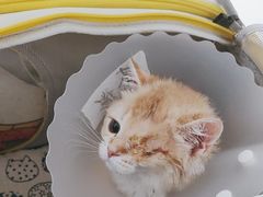 -美联众合动物医院·24h京西诊疗中心